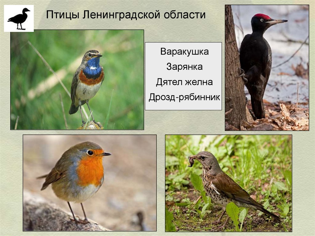Птички ленинградской области фото и название и описание