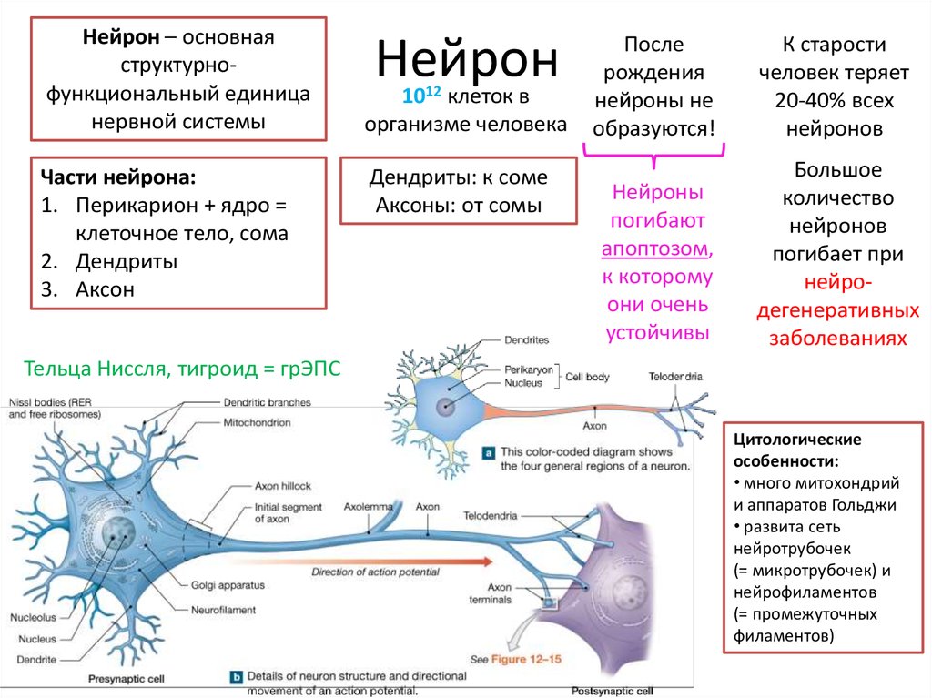 Деление нервных клеток. Нейроны мозга строение. Основный функции нейрона. Нервная ткань Нейрон. Нервная система Нейрон.
