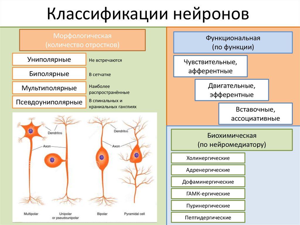 Примеры нервных клеток. Классификация нейронов и их характеристика. Строение, функции и классификация нервных клеток. Классификация нейронов схема. Морфологическая классификация нейронов.
