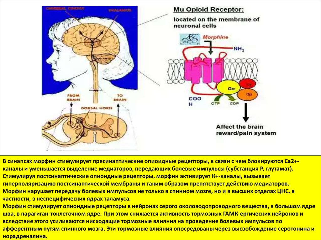 Действия рецепторов. Постсинаптические опиоидные рецепторы. Схема опиоидного рецептора фармакология. Наркотические анальгетики рецепторы. Опиоидные рецепторы мозга.