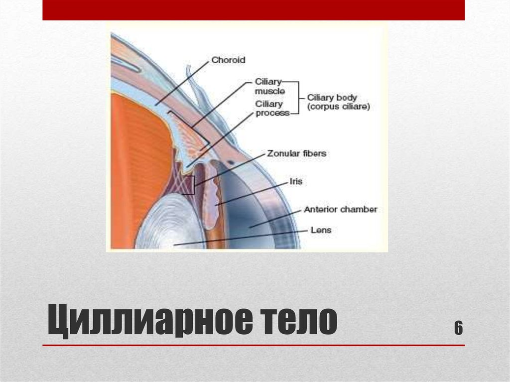 Цилиарное тело