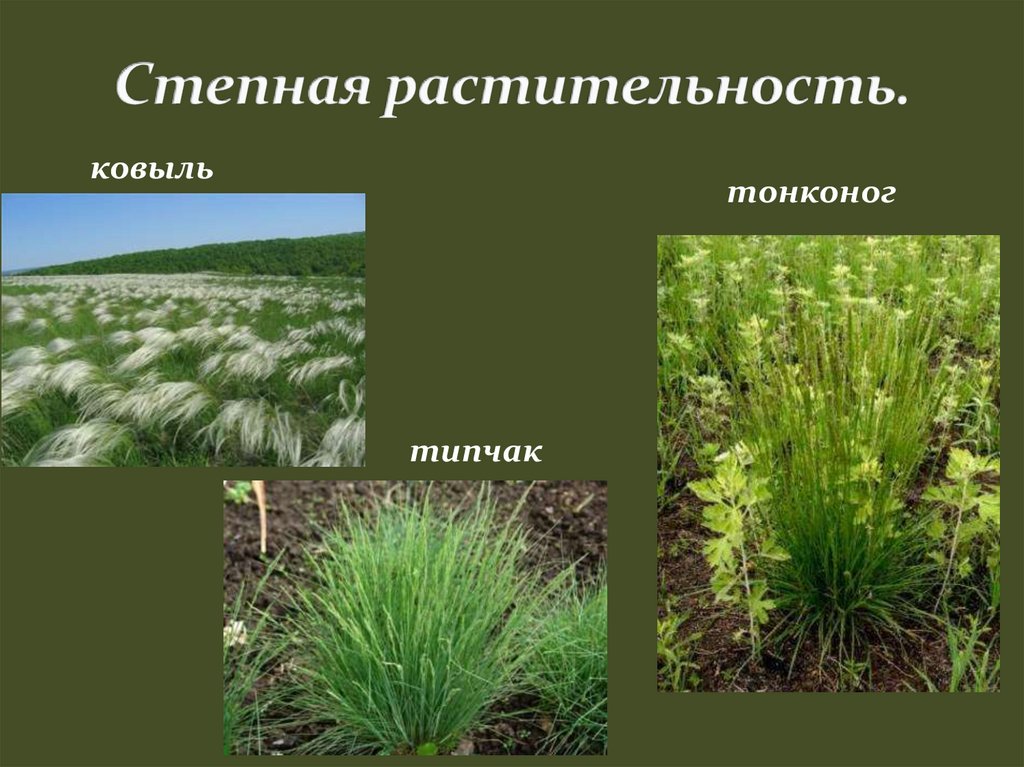 Обитатели нижнего яруса степи. Растительность степи. Растения степи. Растения зоны степей. Растительность зоны степей в России.