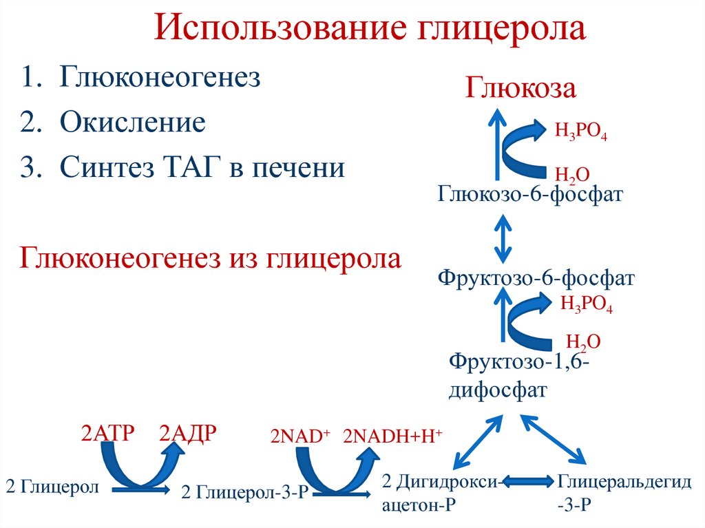 Окисление глицерола. Глицерол 3 фосфат глюконеогенез. Использование глицерола. Глюконеогенез из глицерола схема. Источники и пути использования глицерола схема.