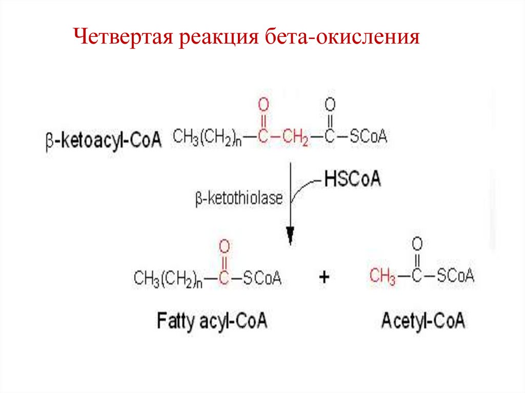 Схема бета окисление