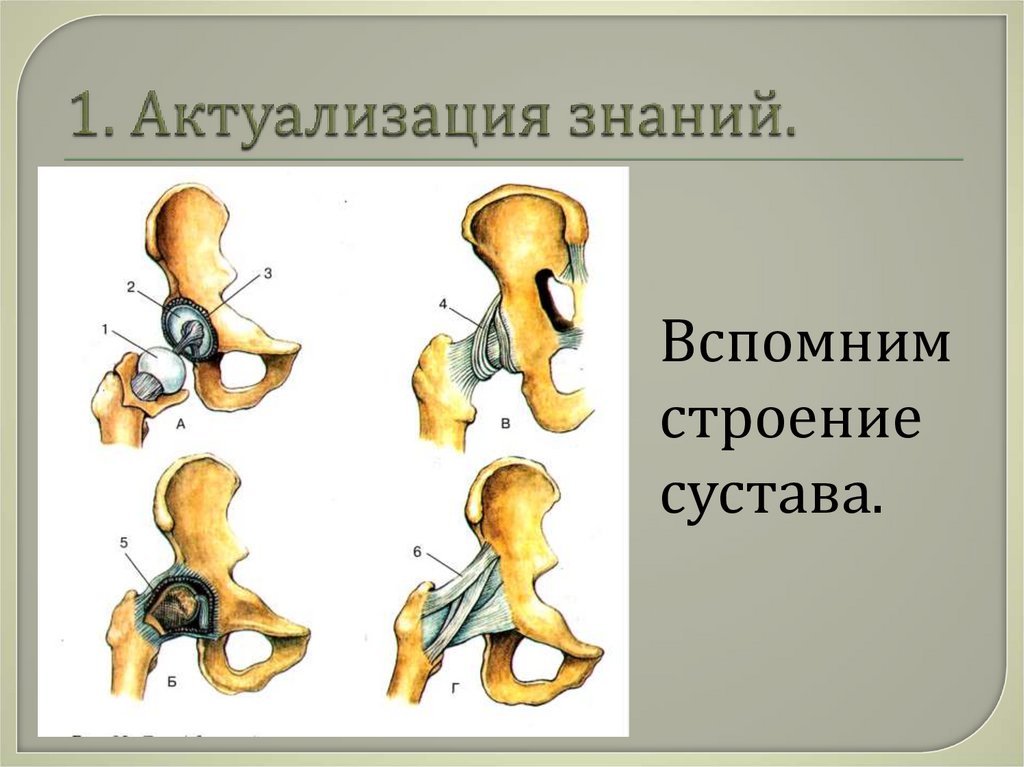 Вспомните строение