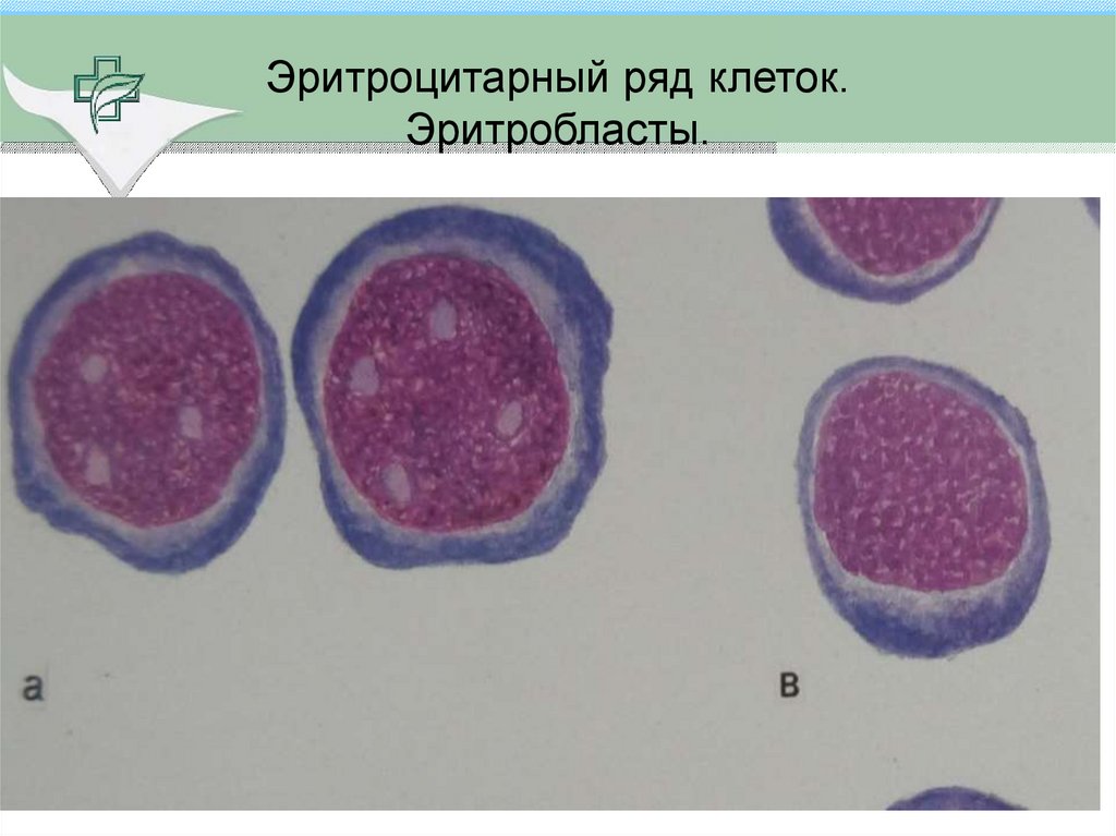 Нормобласты