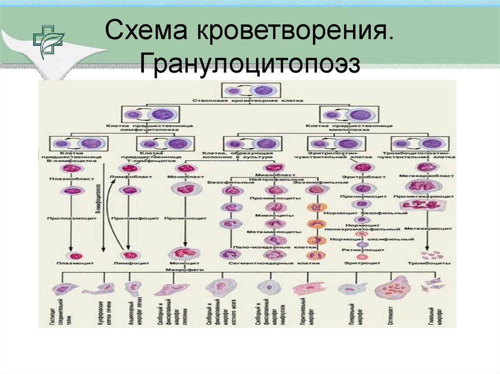 Схема кроветворения у детей