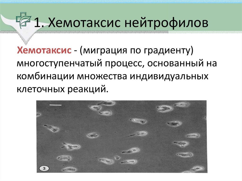 Хемотаксис это иммунология. Хемотаксис бактерий. Хемотаксис клеток это. Положительный хемотаксис.