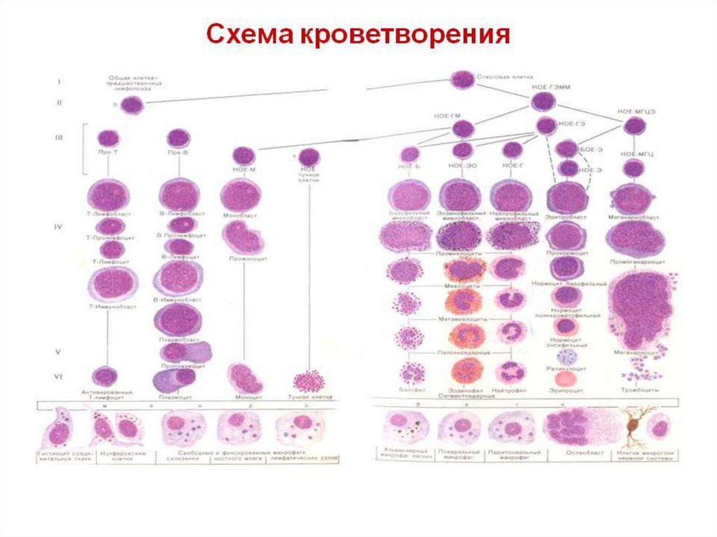 Кровь дифференцировка. Современная схема кроветворения эритропоэз. Схема кроветворения гистология. Схема кроветворения человека гистология. Схема постэмбрионального гемопоэза.
