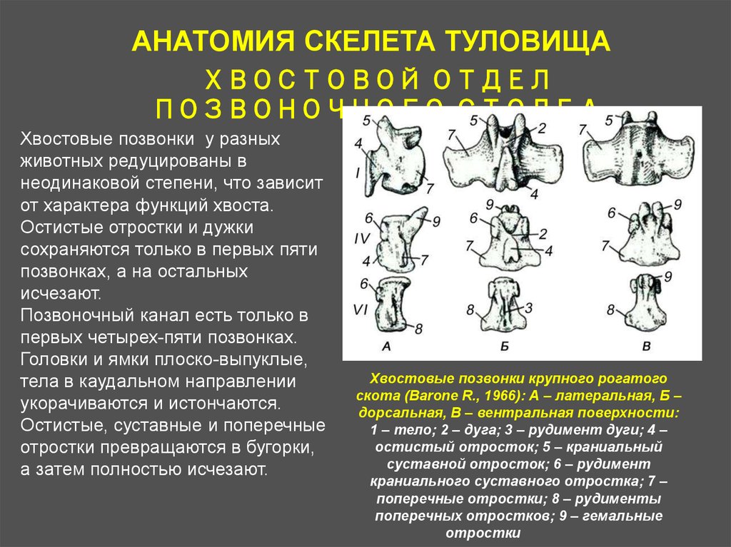 Краниальный это. Хвостовые позвонки животных анатомия. Хвостовой позвонок анатомия. Строение хвостовых позвонков у животных. Остистые отростки у животных.