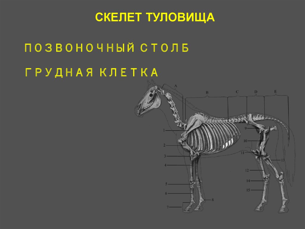 Осевой скелет. Осевой скелет животных.