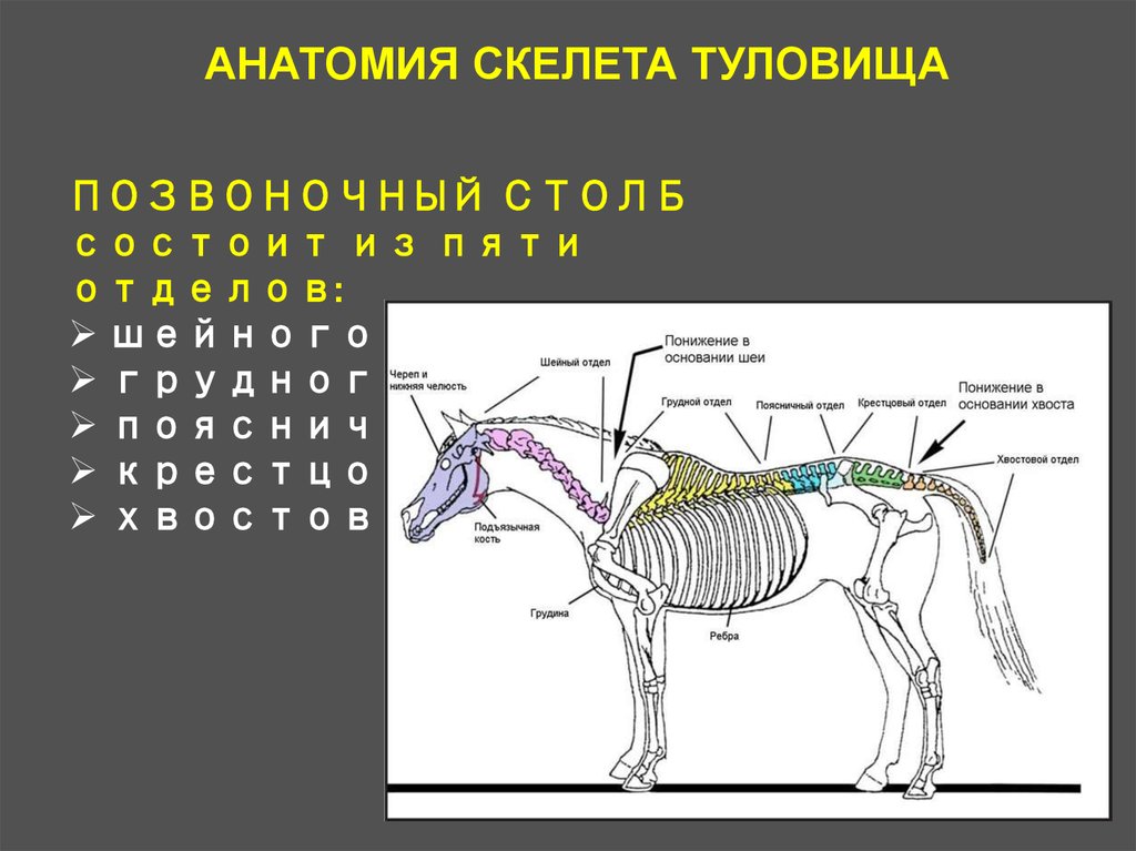 Деление скелета на отделы. Осевой скелет лошади анатомия. Отделы скелета лошади. Строение лошади. Осевой скелет животного.