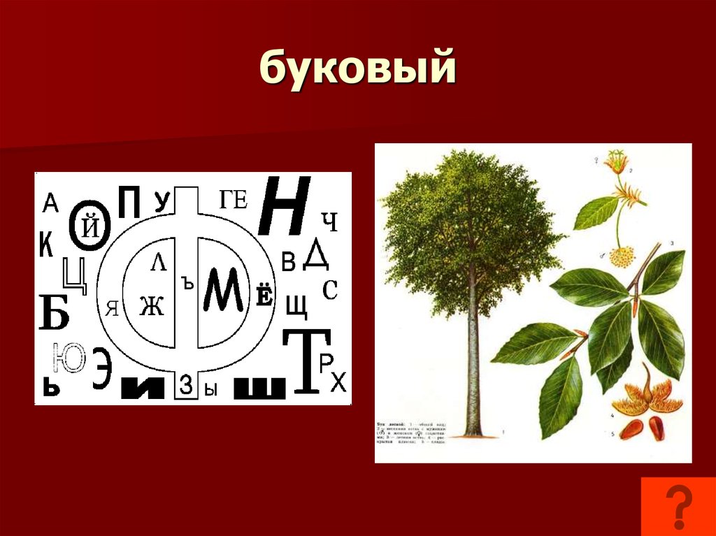 Цифра 3 слова деревьев. Чай родственные слова. Растение словарное слово в картинках.