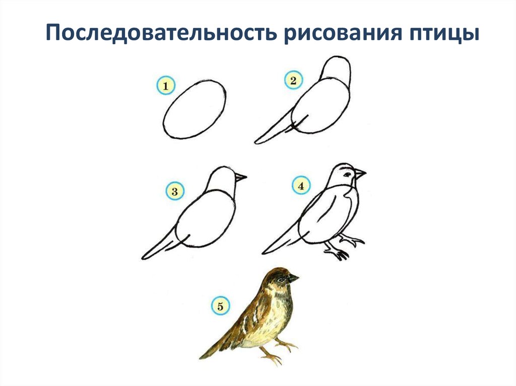 Рисуем птицу поэтапно презентация 2 класс. Порядок рисования птицы. Последовательность изображения птицы. Последовательное рисование птицы. Схема рисования птицы.
