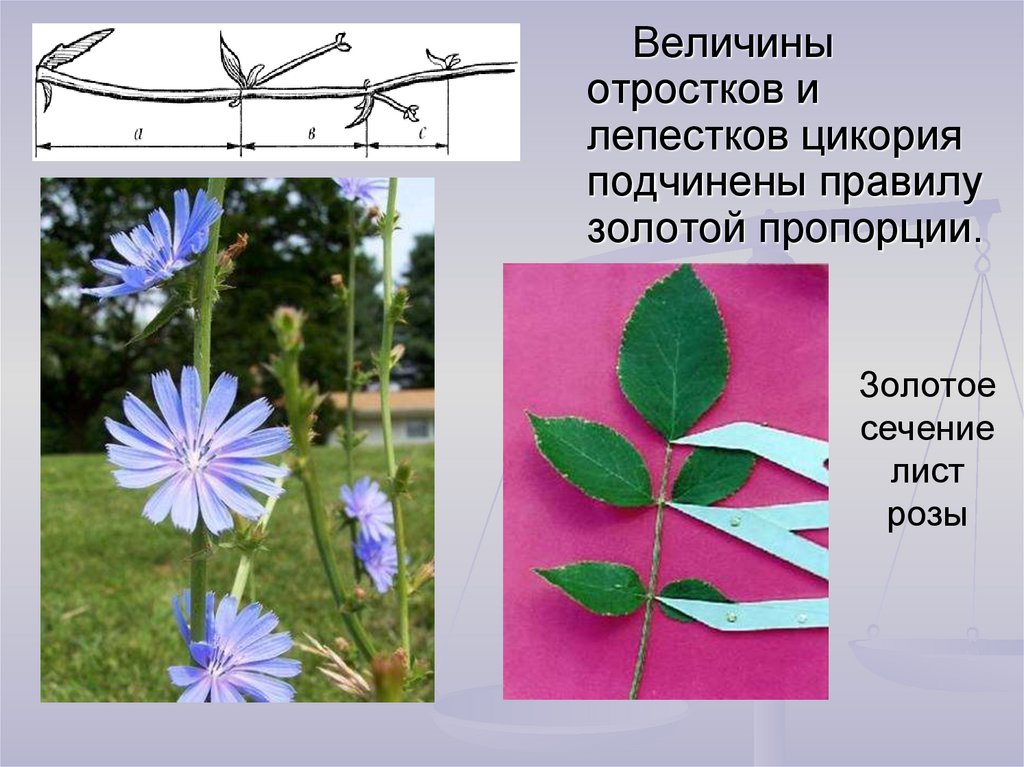 Применение лепестков. Побег цикория золотое сечение. Стебель цикория золотое сечение. Цикорий золотое сечение. Золотое сечение в растениях цикорий.