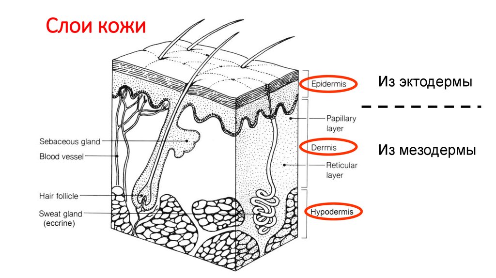 Слои кожи человека рисунок