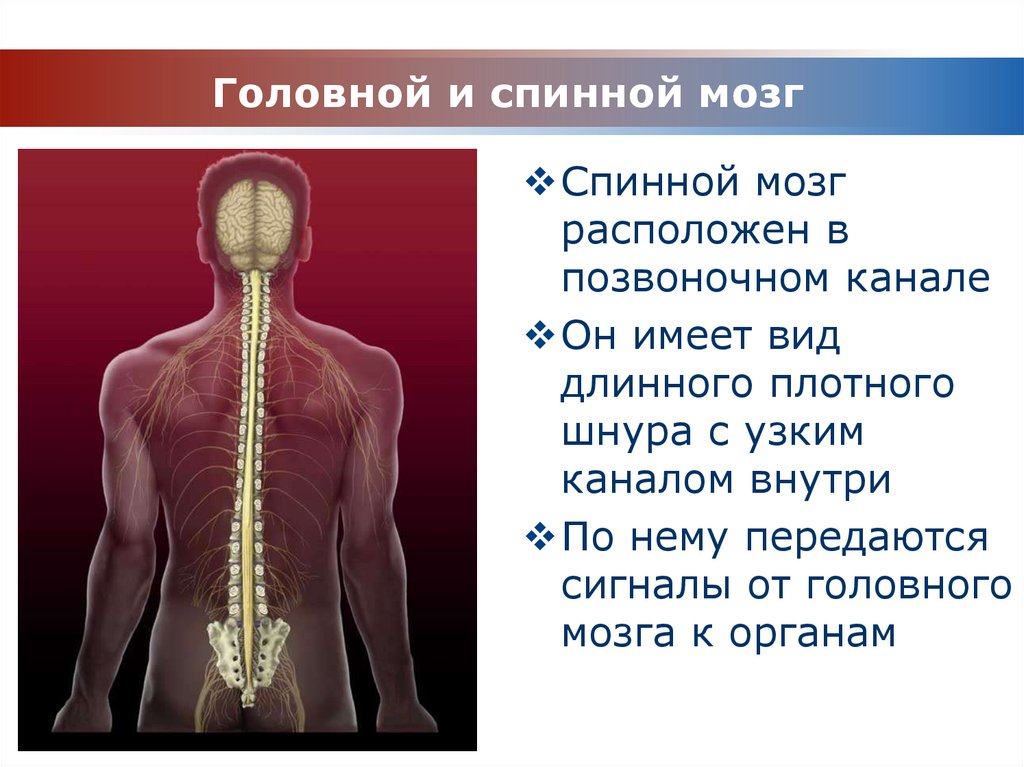 Головной и спинной мозг имеет. Головной и спинной мозг. Расположение спинного мозга человека. Головной и спинной МОЗ. Спинной мозг и головной мозг.