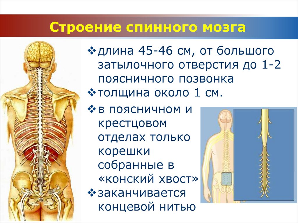 Конский хвост спинного мозга. Строение позвоночника и спинного мозга. Позвоночник и спинной мозг анатомия. Поясничный отдел спинного мозга. Строение спинного мозга отделы.