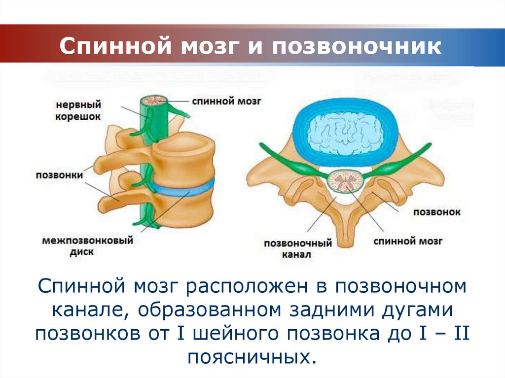 Диффузное выбухание межпозвоночного. Строение позвонка со спинным мозгом. Строение костного мозга позвоночника. Строение спинного мозга спинной мозг в позвоночном канале. Спинной мозг в позвоночном канале анатомия.
