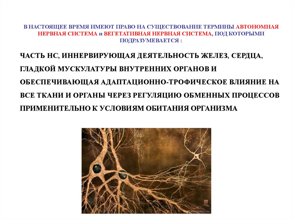 Нервные связи функции. Вегетативные компоненты поведения. Адаптационно-трофическое влияние вегетативной нервной. Иерархия ВНС. Иерархические нервные сети.