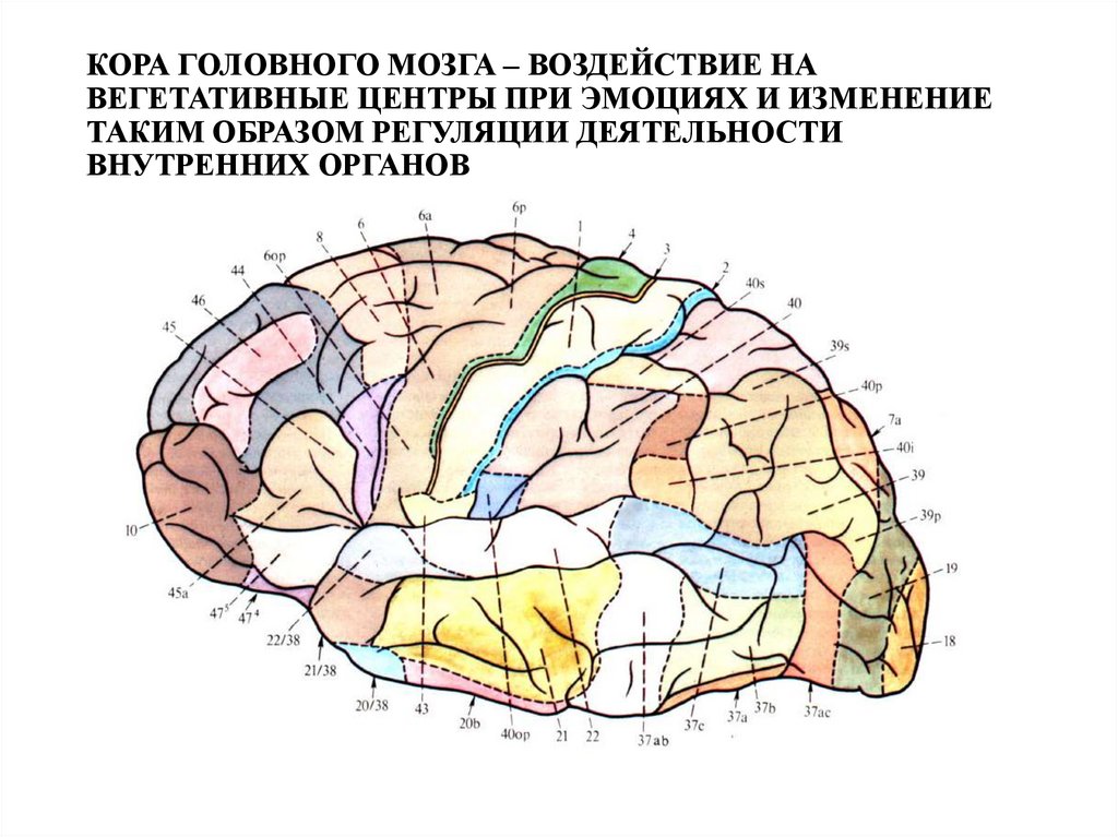 Наличие коры головного мозга. Архитектоника коры головного мозга. Филогенетически отделы коры головного мозга.