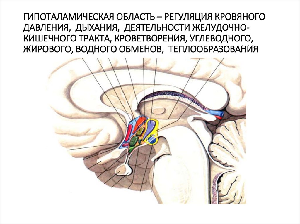Центр регуляции кровяного давления. Преоптические ядра гипоталамуса. Ядра передней области гипоталамуса. Гипоталамус анатомия строение. Гипоталамическая регуляция.