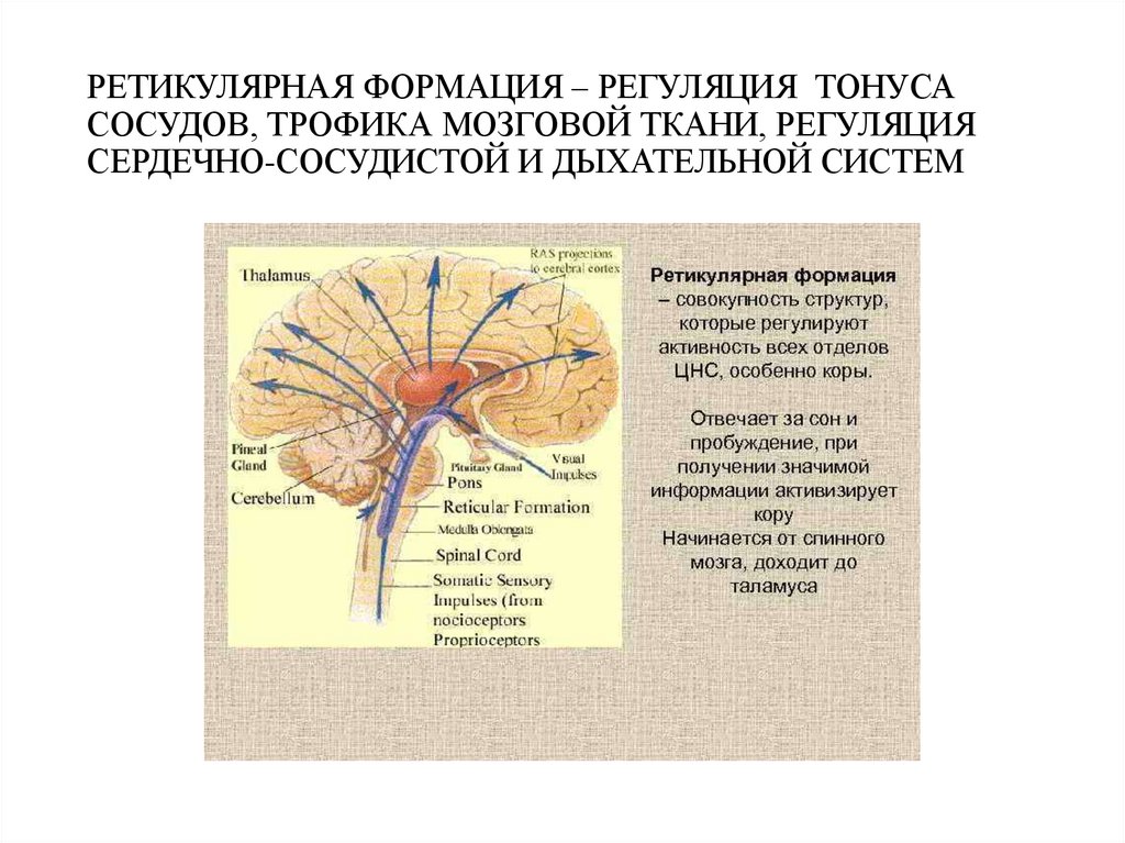 Дыхательный и сердечно сосудистый центр расположены. Ретикулярная формация в ВНС. Ретикулярная формация ствола мозга. Ретикулярная формация мозга функции. Ядра ретикулярной формации функции.