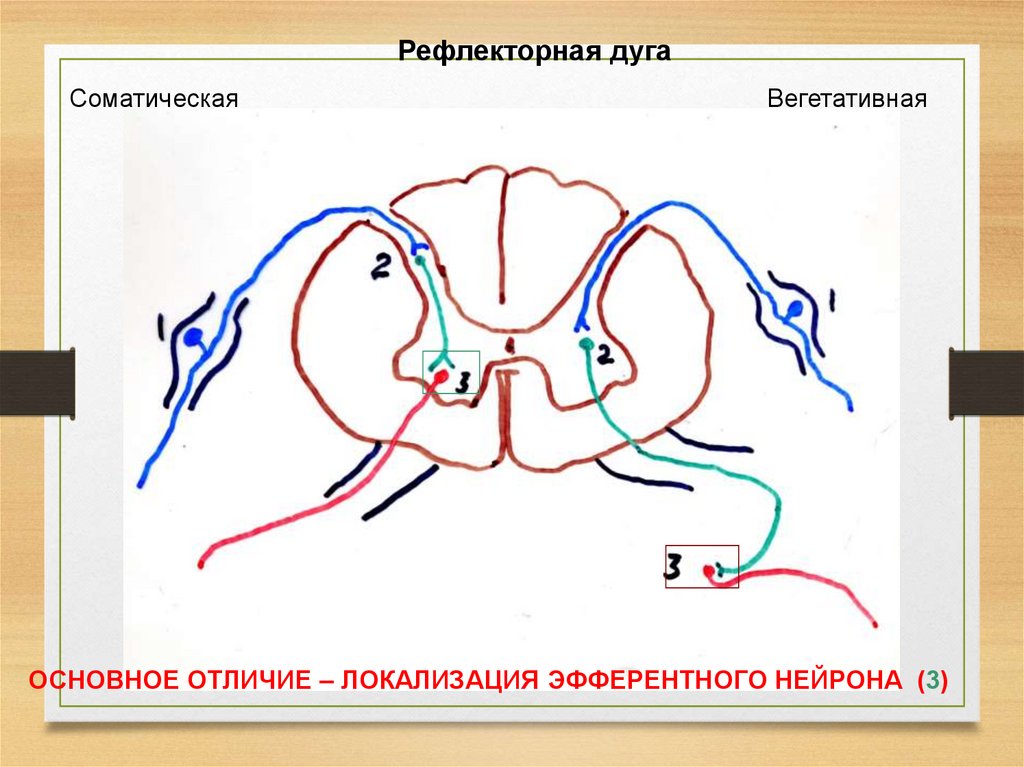 Вегетативная рефлекторная дуга рисунок