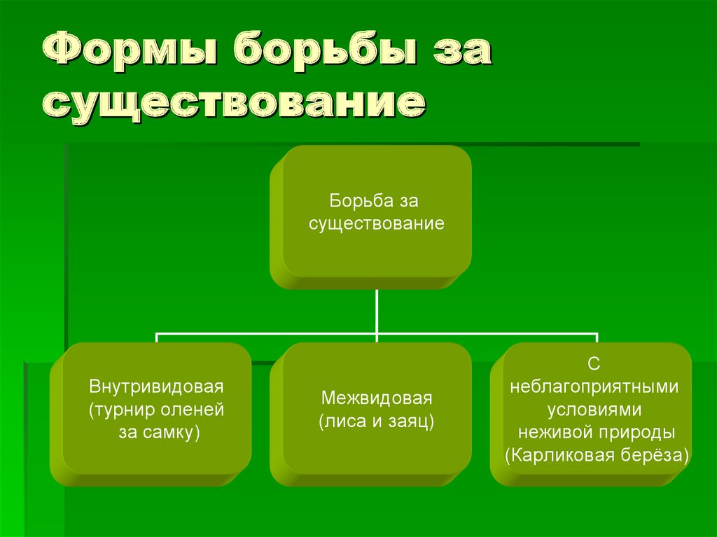 Соотнесите картинку и форму борьбы за существование