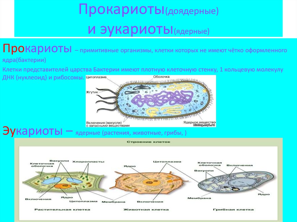 Что входит в клетки прокариот. Прокариотическая клетка в организме. Прокариотическая клетка (бактерия) ядра. Клетка бактерии это прокариот или эукариот. Доядерные организмы прокариоты.