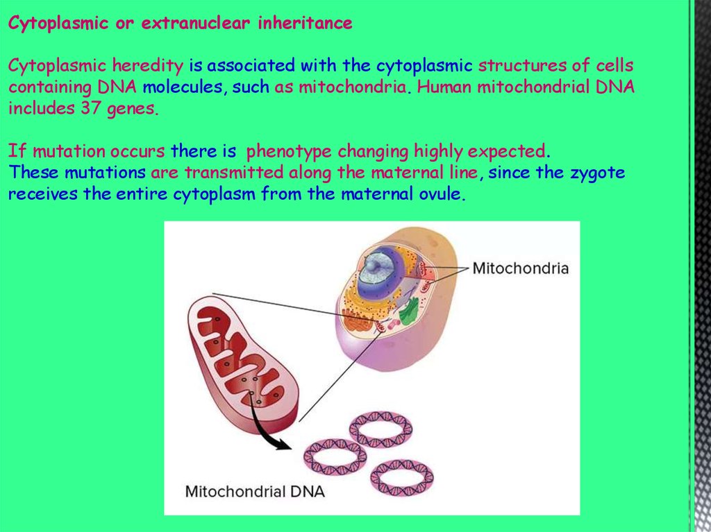 Cytoplasmic or extranuclear inheritance - презентация онлайн