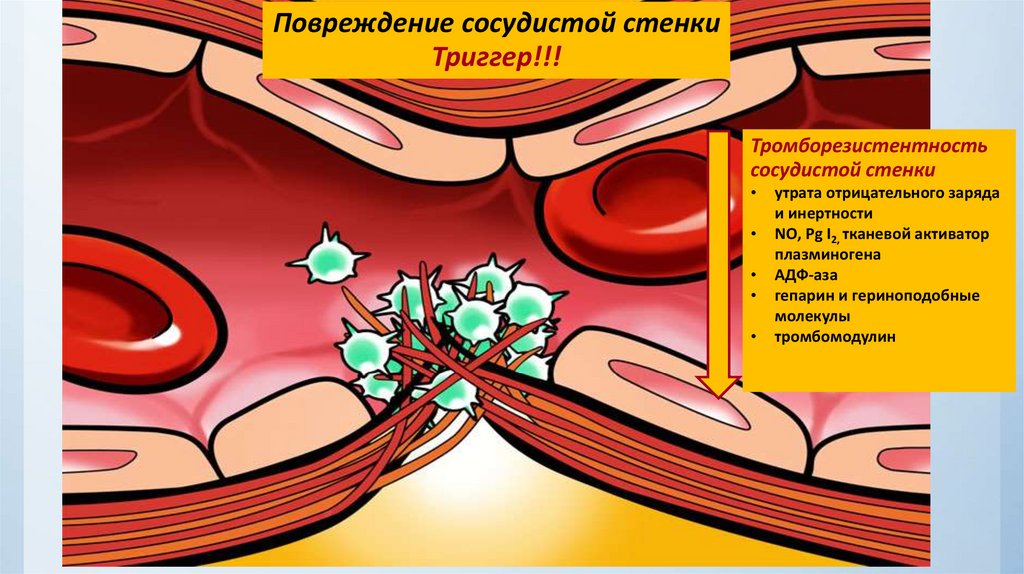 Патология гемостаза презентация