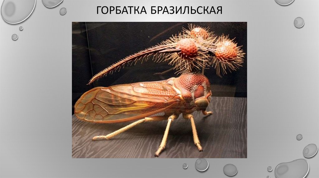 Горбатка бразильская