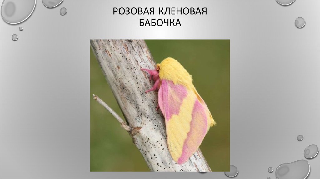 Розовая кленовая бабочка