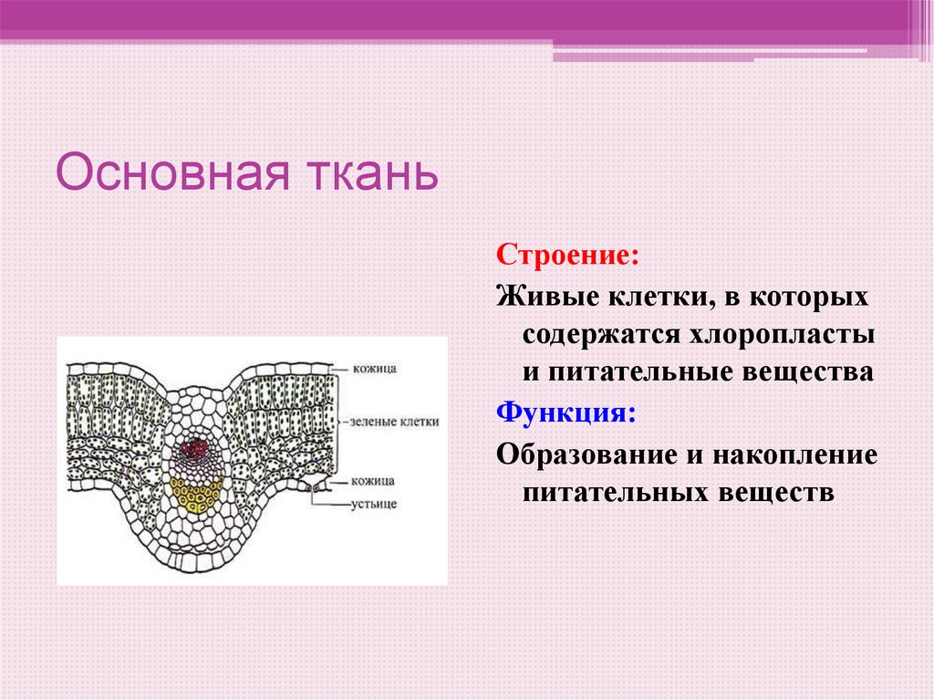 Функции основной ткани