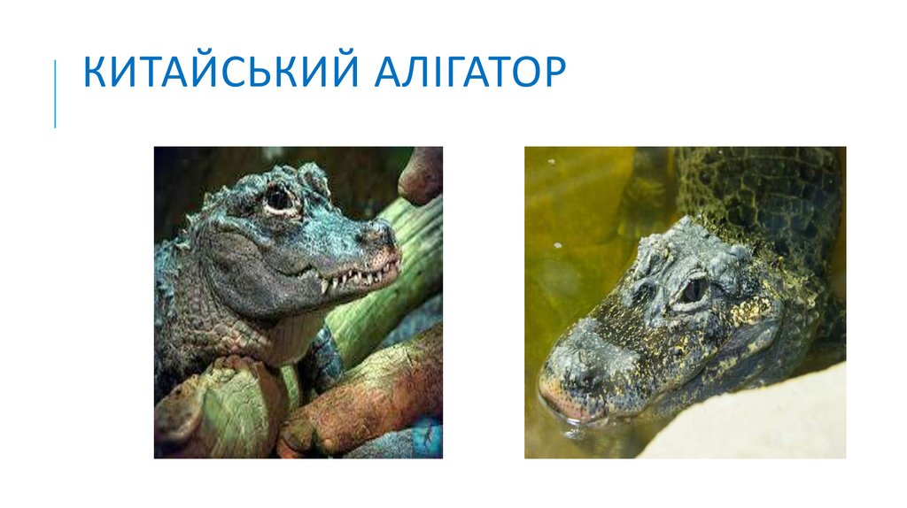 Китайський алігатор - презентация онлайн