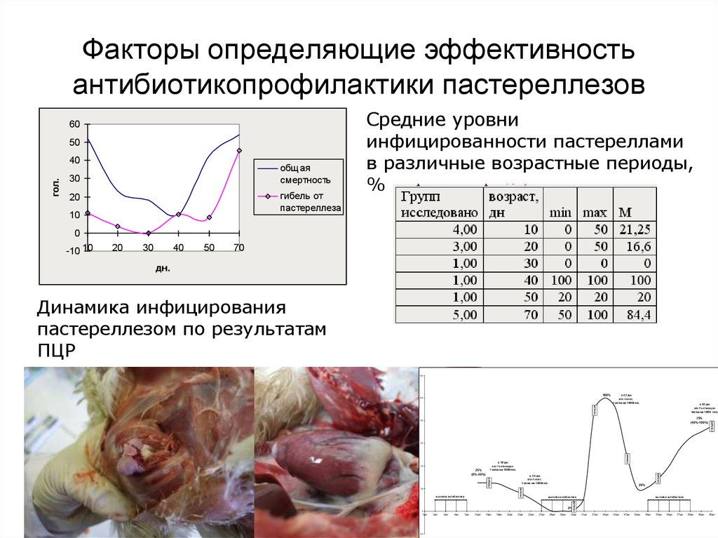 Анатомия диагностика