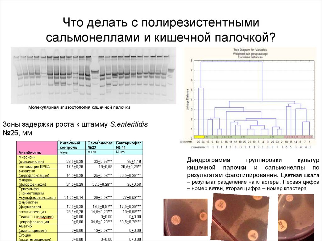 Анатомия диагностика. Полирезистентные микроорганизмы это. Полирезистентные микроорганизмы определение. Полирезистентная культура. Какие микроорганизмы относятся к полирезистентным штаммам.