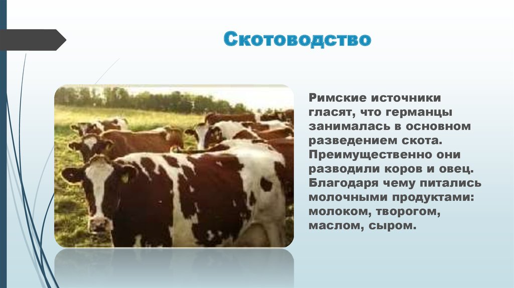 Презентация молочное скотоводство