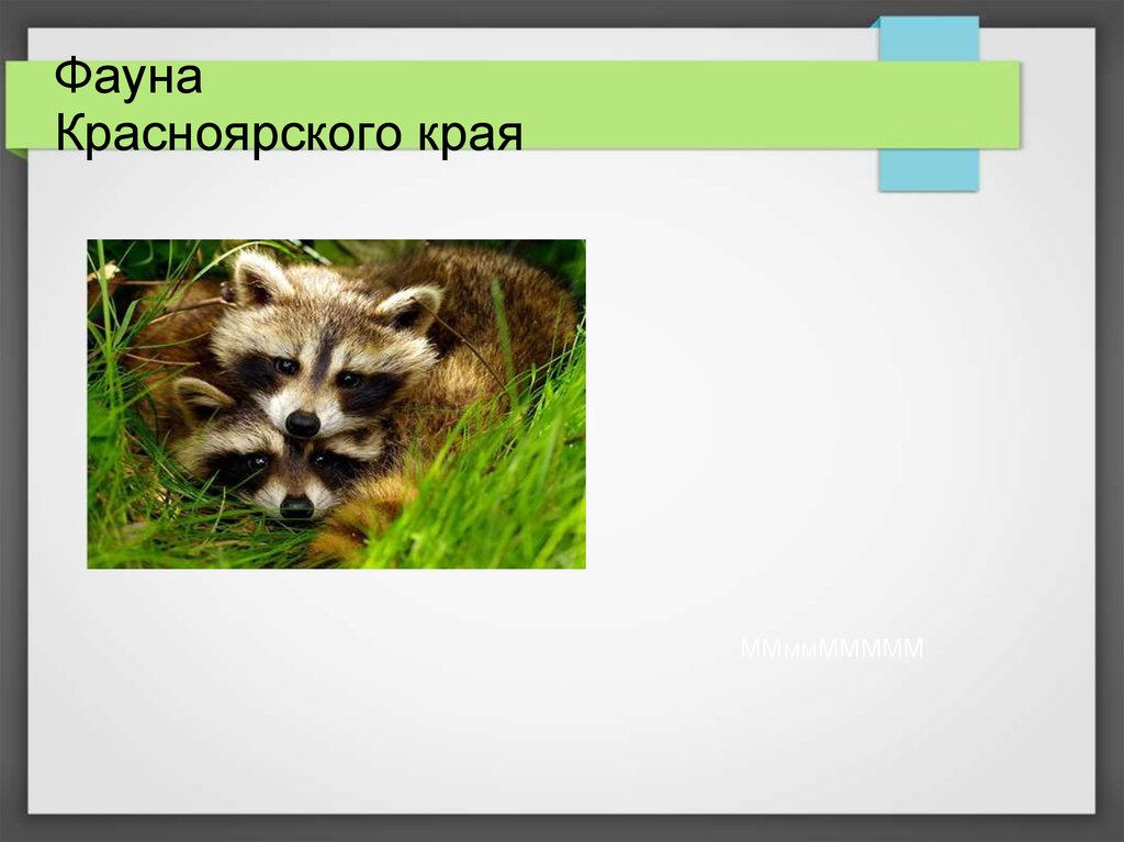 Животные красноярского края занесенные в красную книгу фото