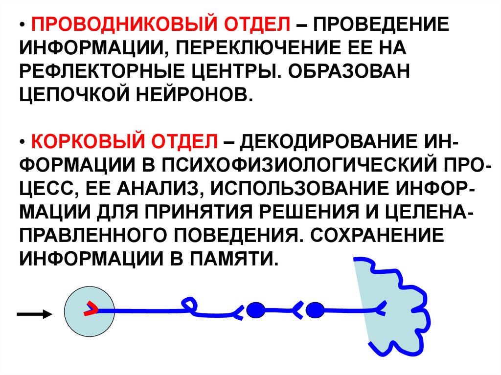 Анализаторы физиология презентация