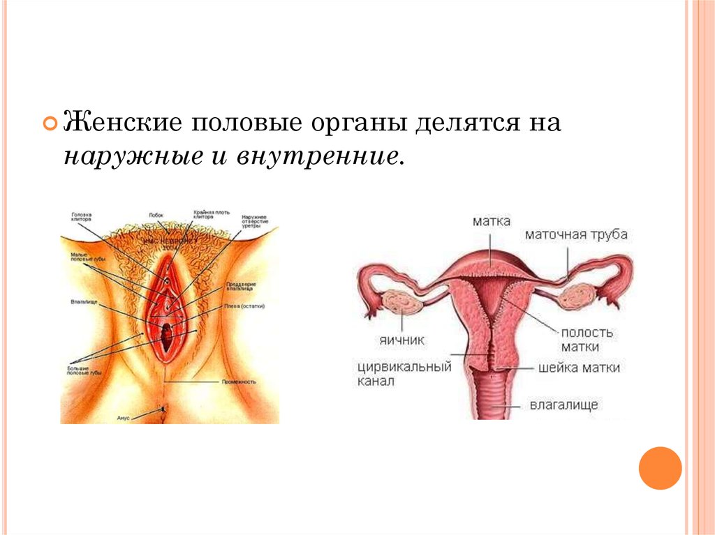 Эротические женских гениталий (59 фото)