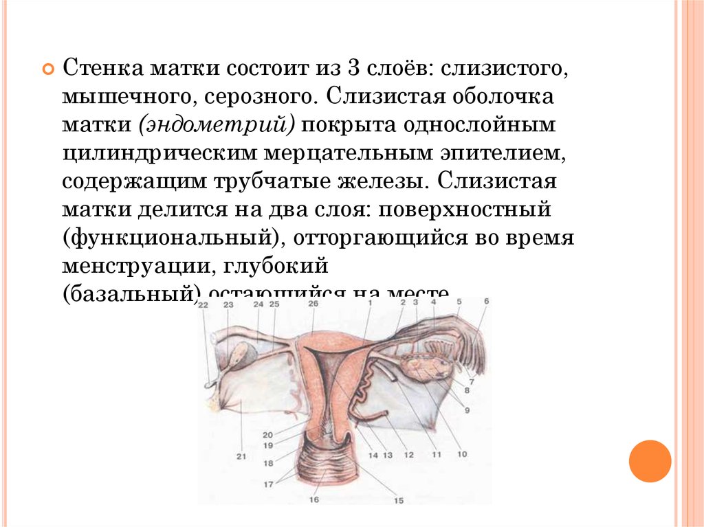 Анатомия женских органов гинекология в картинках для женщин