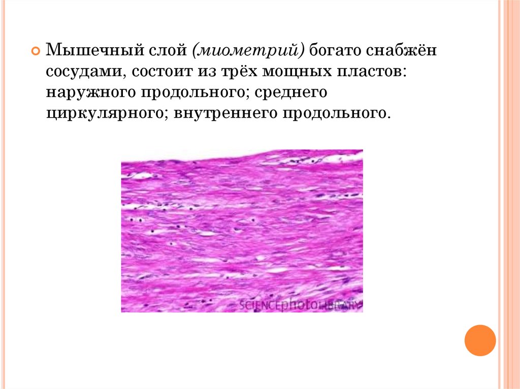 Миометрий это. Сосудистый слой миометрия. Миометрий это мышечный слой.