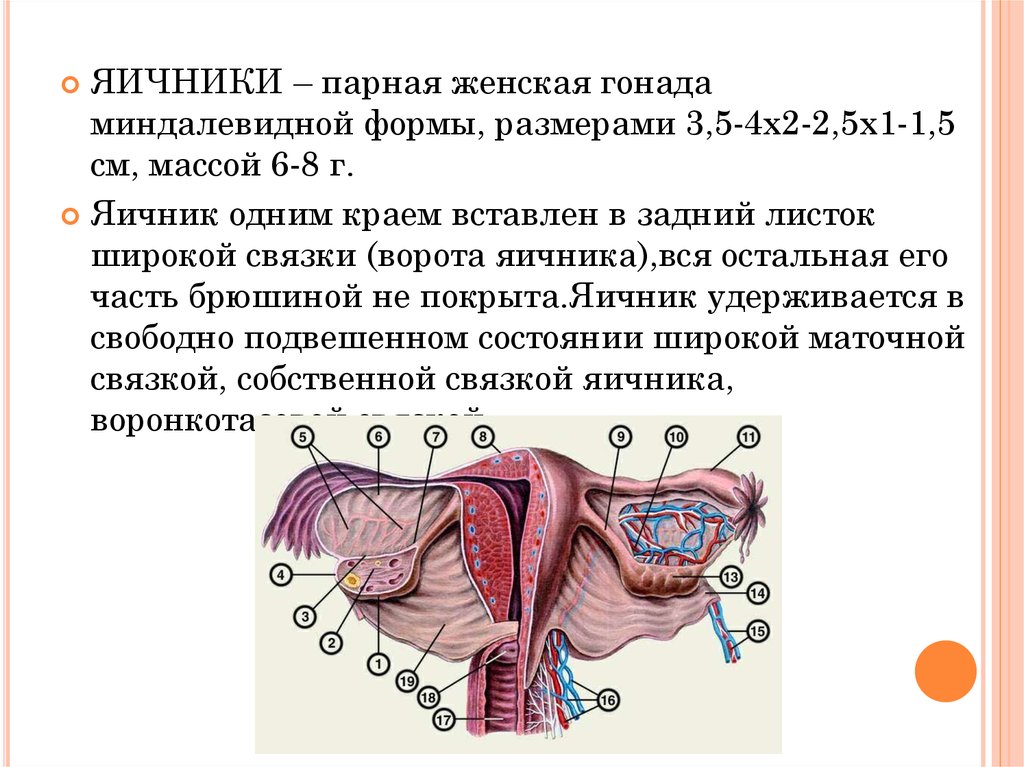 Железа женские органы. Яичник строение анатомия топография. Женские половые органы яичники. Строение женских яичников. Строение яичника женщины.