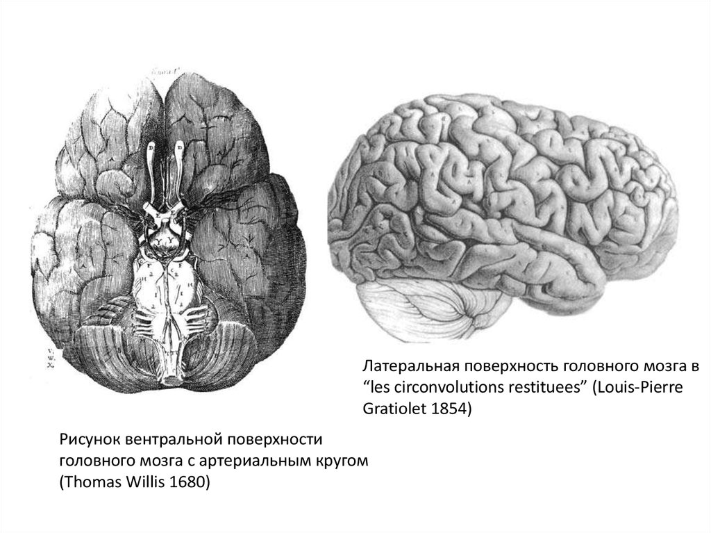 Поверхность головного мозга имеет. Межполушарная поверхность головного мозга. Внешнее строение полушарий большого мозга. Большой мозг. Мозг человека анатомия полушария.
