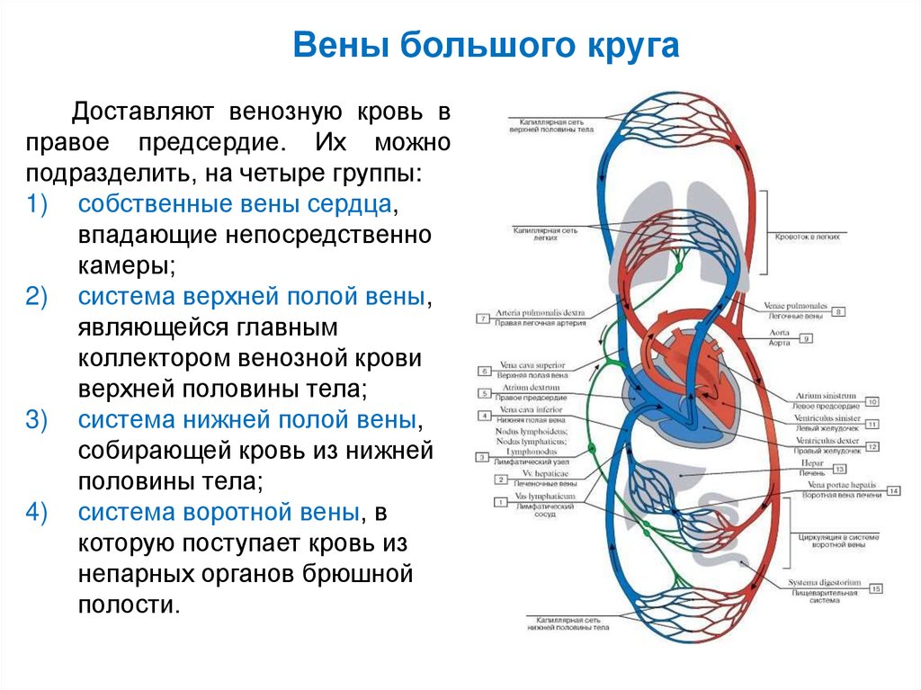 Сколько круг в крови. Венозная система топография. Вена кровеносная система. Схема строения венозной системы человека. Венозная система человека кратко.
