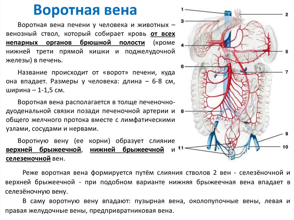 Кровоснабжение печени воротная Вена. Воротная и нижняя полая Вена анатомия. Воротная Вена синтопия. Характеристика системы воротной вены.