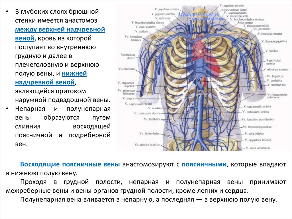 Система верхней полой вены правая половина. Верхняя надчревная Вена анастомоз. Плечеголовная Вена анатомия схема. Верхняя и нижняя надчревная Вена. Верхняя и нижняя надчревная Вена анатомия.