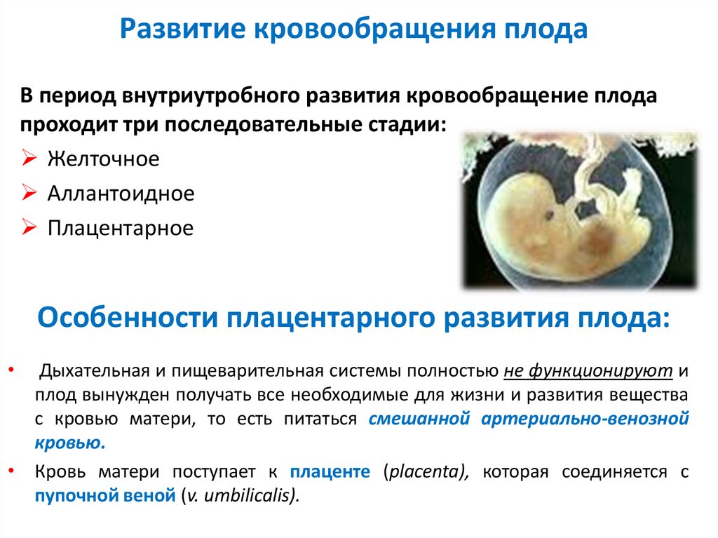 Гемодинамика при беременности. Кровообращение плода в период внутриутробного развития. Стадии развития кровообращения плода. Централизация кровотока у плода. Кровоток плода при беременности.